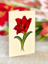Load image into Gallery viewer, FreshCut Paper LLC - Scarlet Amaryllis