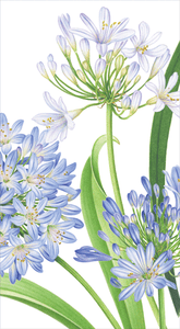 Agapanthus Garden Guest Towel